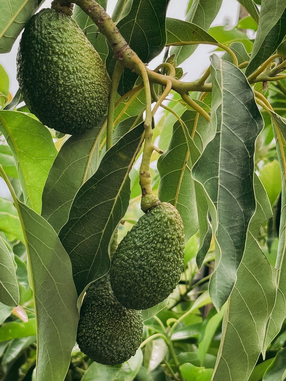 Avocats Hass mûrs sur l'arbre parmi les feuilles