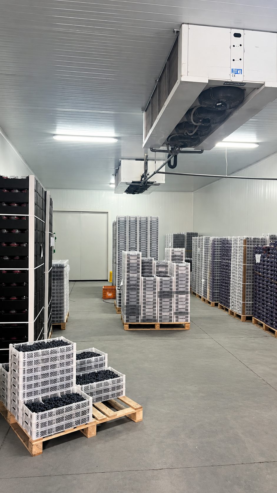 Fruits stockés dans une chambre froide réfrigérée