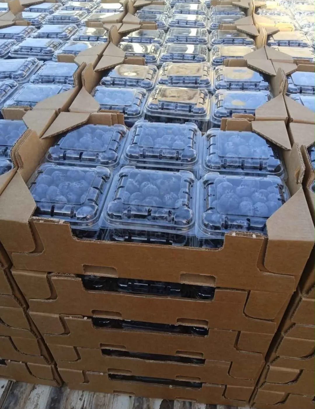 Barquettes de myrtilles conditionnées dans des cartons empilés