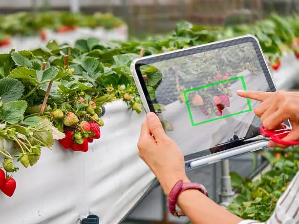 Personne vérifiant des fraises à l’aide d’une tablette