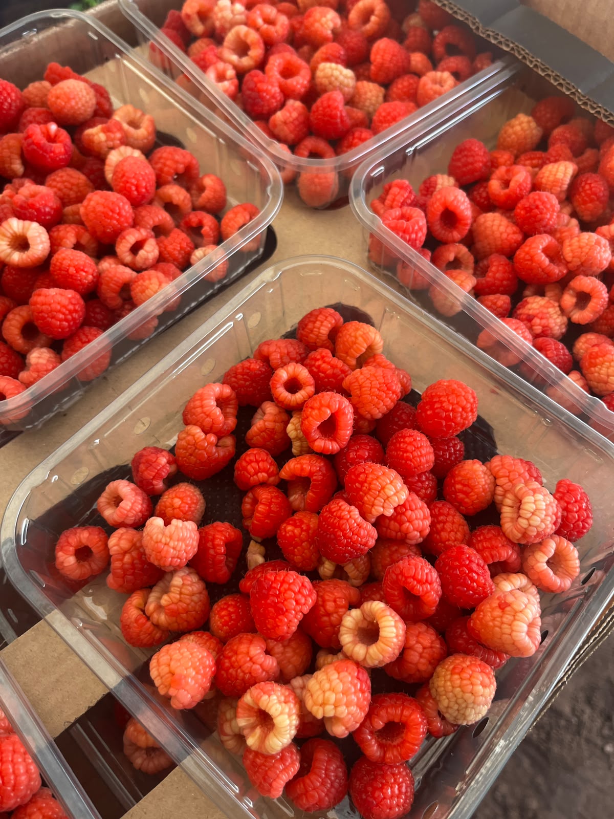 Framboises fraîches en barquette
