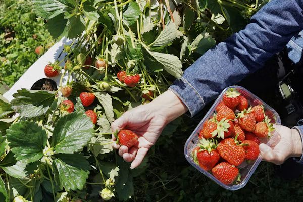 Cueillette manuelle de fraises