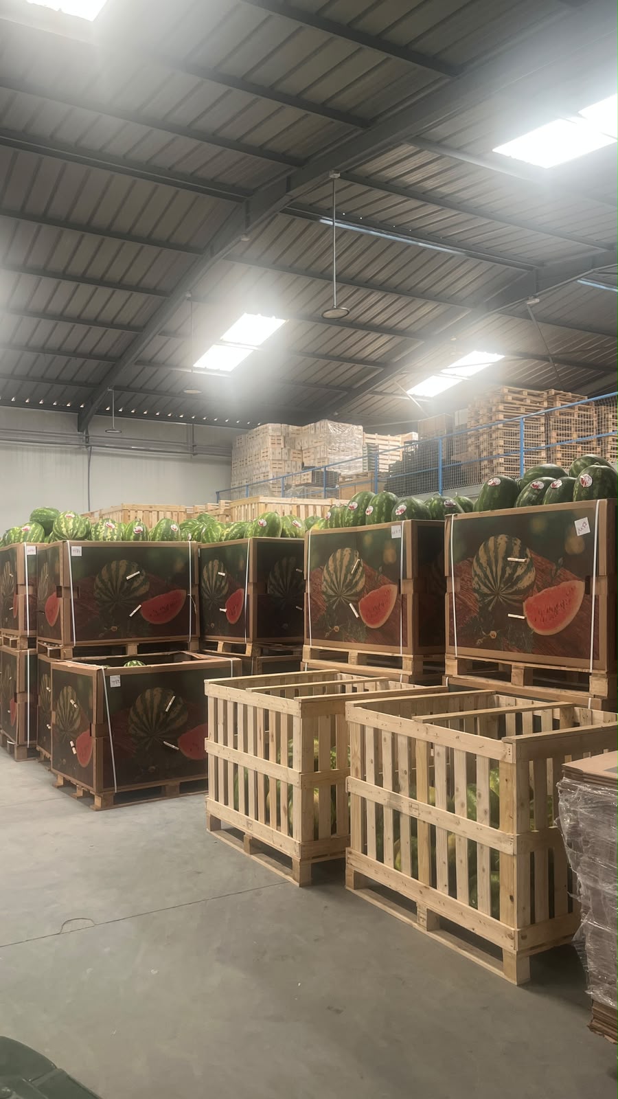 Pastèques stockées en caisses-palettes dans un hangar