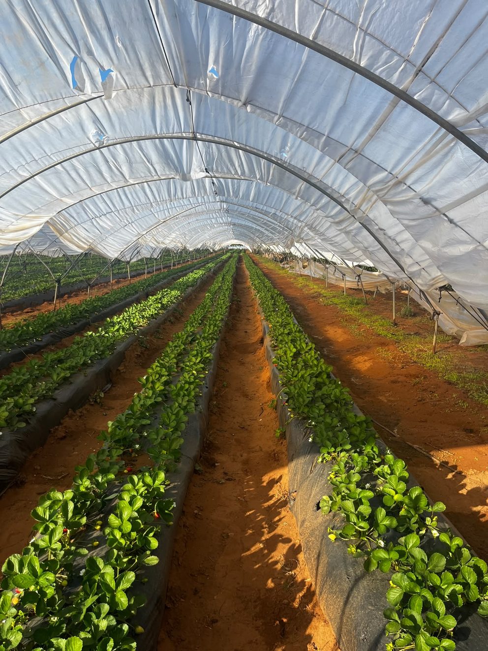 Culture de fraises sous serre dans les vergers FROBELLA