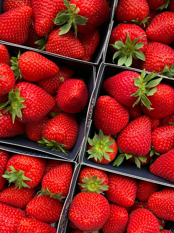 Fraises Fortuna et Camarosa préparées pour l'export