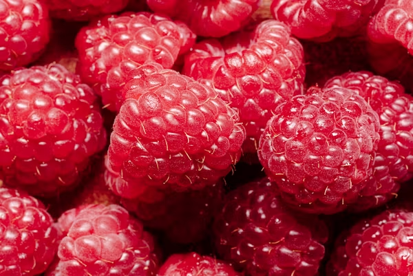 Framboises de variété Sekoya